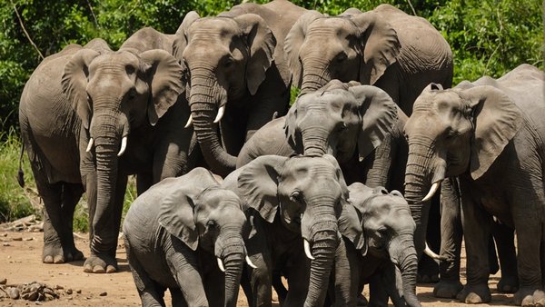 Spotting and Reporting Illegal Wildlife Trade in the UK: A Comprehensive Guide