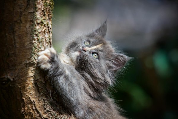 Creating a Secure and Enriching Outdoor Space for Cats with Feline Leukemia Virus (FeLV)