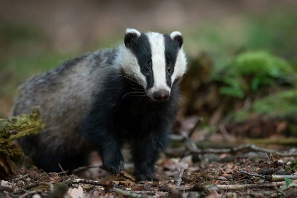 Strategic Tech Solutions for UK Farmers: Coexisting with Badgers While Protecting Livestock